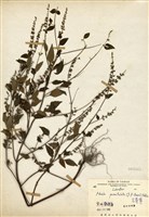 藏品(石薺薴(凹腺乾汗草))的圖片